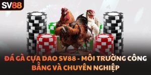 Đá gà cựa dao SV88 - Môi trường công bằng và chuyên nghiệp