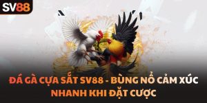 Đá gà cựa sắt SV88 - Bùng nổ cảm xúc nhanh khi đặt cược