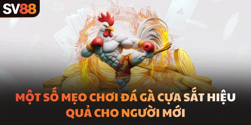 Một số mẹo chơi đá gà cựa sắt hiệu quả cho người mới