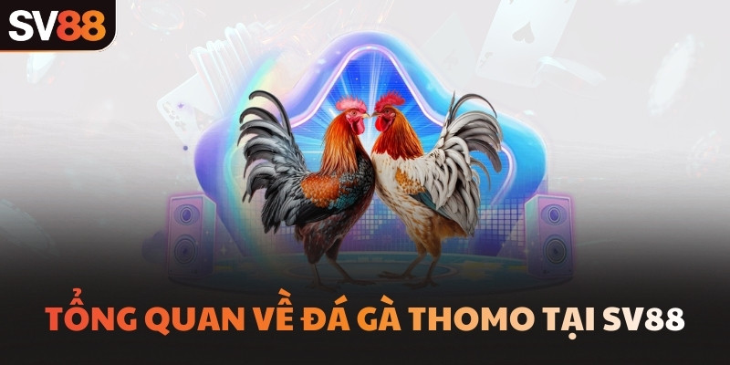 Tổng quan về đá gà Thomo tại SV88